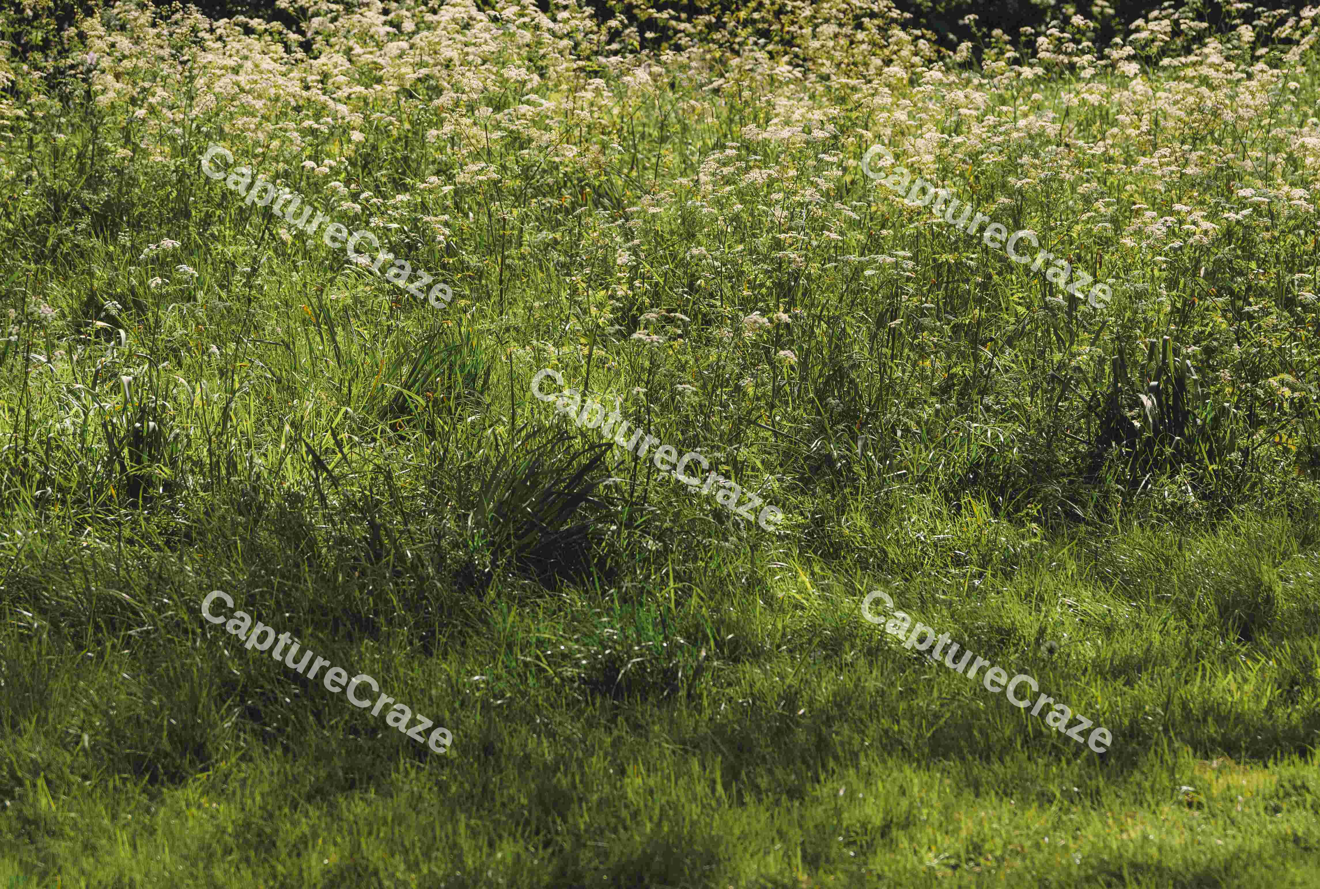 Summer Flowers
